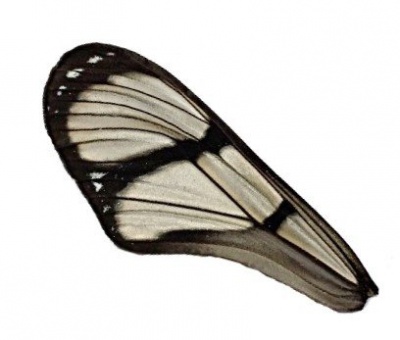 M CONFUSA FRONT WING